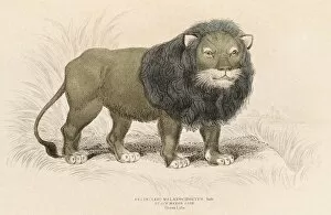 Images Dated 23rd May 2015: Lion engraving 1855