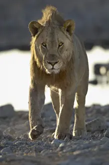 Predator Prints: Lion, Etosha National Park, Namibia