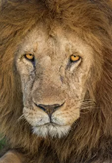 Images Dated 24th April 2016: Lion face close up