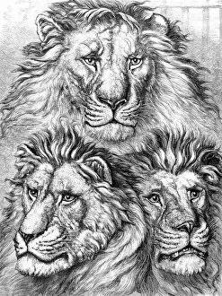 Images Dated 5th February 2018: Three lion heads portraits