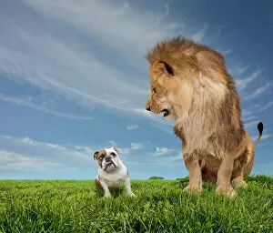 Funny Animal Prints Gallery: Lion Intimidating An English Bulldog