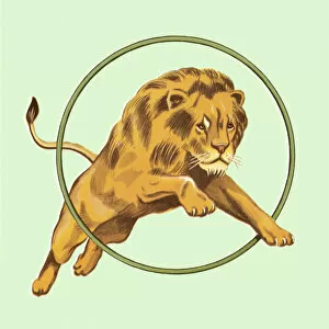 Images Dated 3rd May 2017: Lion Jumping Through Hoop