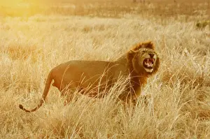 Snarling Prints: Lion, Katavi National Park, Tanzania