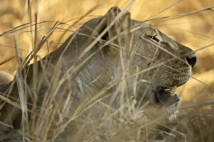 Images Dated 22nd September 2006: Lion, Katavi National Park, Tanzania