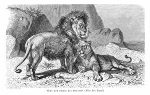Images Dated 14th June 2015: Lion and lioness engraving 1896