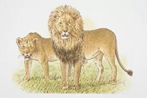 Lion and Lioness (panthera leo), front view