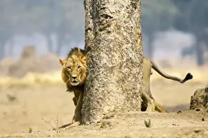 Threat Prints: Lion, Mana Pools National Park, Zimbabwe