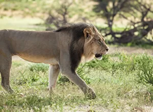 Images Dated 2nd February 2017: The lion (Panthera leo) is one of the big cats in the genus Panthera
