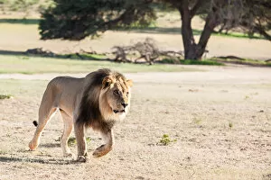 Images Dated 1st February 2017: The lion (Panthera leo) is one of the big cats in the genus Panthera