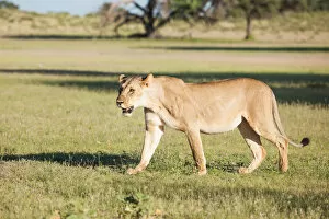 Images Dated 1st February 2017: The lion (Panthera leo) is one of the big cats in the genus Panthera