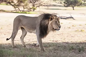 Gallo Keywords Prints: The lion (Panthera leo) is one of the big cats in the genus Panthera and a member of the family Felidae