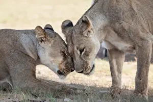 The lion (Panthera leo) is one of the big cats in the genus Panthera and a member of the family Felidae. The commonly used term African lion collectively denotes the several subspecies in Africa. With