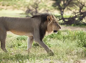 The lion (Panthera leo) is one of the big cats in the genus Panthera and a member of the family Felidae. The commonly used term African lion collectively denotes the several subspecies in Africa. With