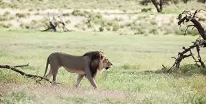 Gallo Keywords Prints: The lion (Panthera leo) is one of the big cats in the genus Panthera and a member of the family Felidae