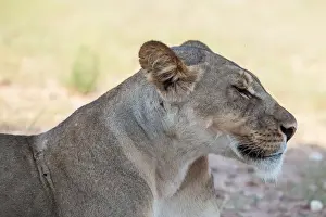 Gallo Keywords Prints: The lion (Panthera leo) is one of the big cats in the genus Panthera and a member of the family Felidae