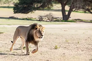 Gallo Keywords Prints: The lion (Panthera leo) is one of the big cats in the genus Panthera and a member of the family Felidae
