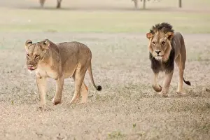 The lion (Panthera leo) is one of the big cats in the genus Panthera and a member of the family Felidae. The commonly used term African lion collectively denotes the several subspecies in Africa. With