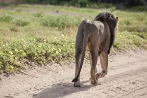 Gallo Keywords Prints: The lion (Panthera leo) is one of the big cats in the genus Panthera and a member of the family Felidae