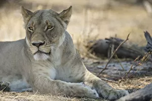 Lion -Panthera leo-, Bwabwata National Park, Caprivi Strip, Namibia, Africa
