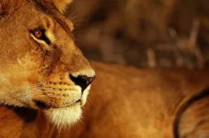 Images Dated 5th March 2015: Lion (Panthera leo), close-up