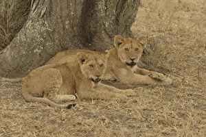 Lion -Panthera leo-, cubs, Serengeti National Park, Serengeti, Tanzania