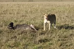 Images Dated 20th October 2011: Lion -Panthera leo- eating a Blue Wildebeest -Connochaetes taurinus-, Masai Mara National Reserve