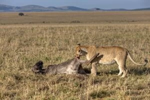 Lion -Panthera leo- eating a Blue Wildebeest -Connochaetes taurinus-, Masai Mara National Reserve, Kenya, East Africa