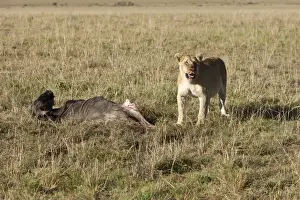 Predatory Cat Prints: Lion -Panthera leo- eating a Blue Wildebeest -Connochaetes taurinus