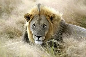 Images Dated 22nd April 2009: Lion -Panthera leo-, Etosha National Park, Namibia, Africa