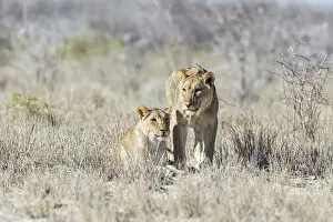Images Dated 21st July 2013: Lion -Panthera leo-, Etosha National Park, Namibia