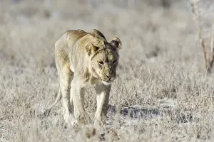 Lioness Prints: Lion -Panthera leo-, Etosha National Park, Namibia