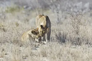 Lioness Prints: Lion -Panthera leo-, Etosha National Park, Namibia