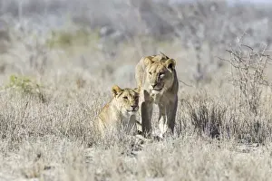 Lioness Prints: Lion -Panthera leo-, Etosha National Park, Namibia