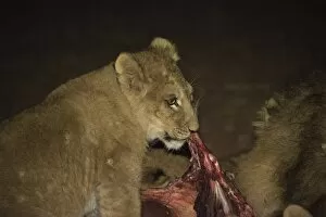 Images Dated 15th August 2012: Lion -Panthera leo-, feeding, Namibia