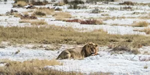 Lion -Panthera leo-, gorged male lying on the edge of the Etosha Pan, Etosha National Park, Namibia