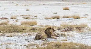 Etosha Pan Prints: Lion -Panthera leo-, gorged male lying on the edge of the Etosha Pan