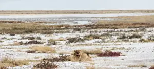 Etosha Pan Prints: Lion -Panthera leo-, gorged male lying on the edge of the Etosha Pan