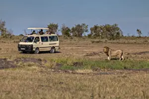 Automobile Prints: Lion -Panthera leo- in front of a jeep
