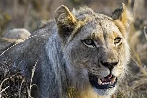 Images Dated 8th August 2007: Lion -Panthera leo-, lioness, female, Kruger National Park, South Africa
