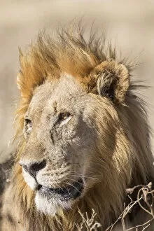Images Dated 23rd May 2012: Lion -Panthera leo-, male, Etosha National Park, Namibia, Africa