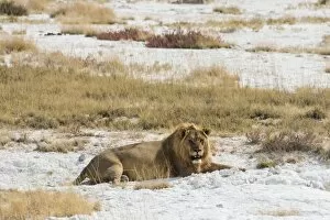 Lion -Panthera leo-, male lion resting with a full stomach on the edge of the Etosha salt pan, Etosha National Park