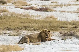 Lying Down Prints: Lion -Panthera leo-, male lion resting with a full stomach on the edge of the Etosha salt pan