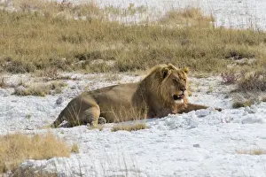 Lion -Panthera leo-, male lion resting with a full stomach on the edge of the Etosha salt pan, Etosha National Park, Namibia