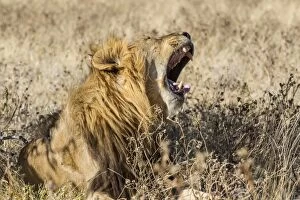 Opened Gallery: Lion -Panthera leo-, male, mouth wide open, Etosha National Park, Namibia, Africa
