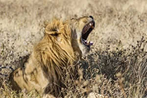Images Dated 23rd May 2012: Lion -Panthera leo-, male, mouth wide open, Etosha National Park, Namibia, Africa