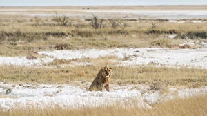 Lion -Panthera leo-, male sitting on the edge of the Etosha Pan, Etosha National Park, Namibia