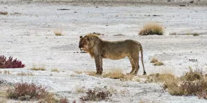 Lion -Panthera leo-, male standing at the edge of the Etosha Pan, Etosha National Park, Namibia