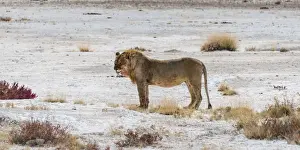 Etosha Pan Prints: Lion -Panthera leo-, male standing at the edge of the Etosha Pan