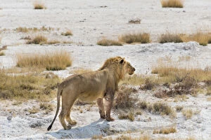 Lion -Panthera leo-, male with a full stomach standing on the edge of the Etosha salt pan, Etosha National Park