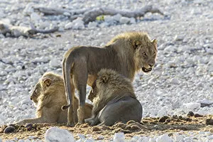 Lion -Panthera leo-, males, Etosha National Park, Namibia